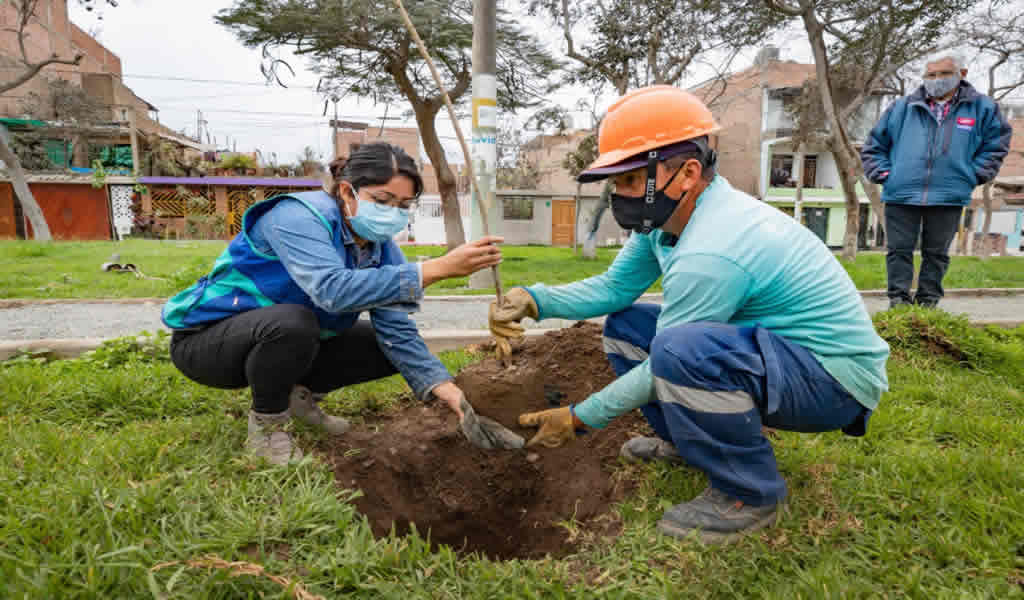 Ampliación del Metropolitano: MML inicia compensación ambiental con plantación de 350 árboles en Comas
